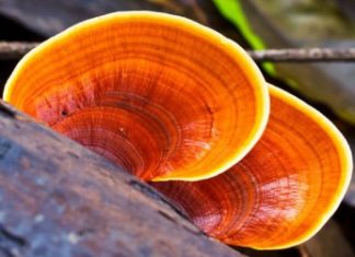 Reishi houba a zdraví